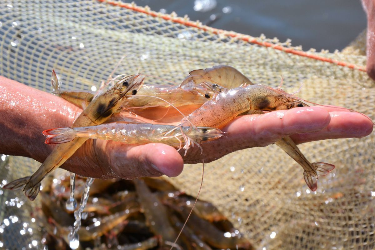Tôm thẻ chân trắng